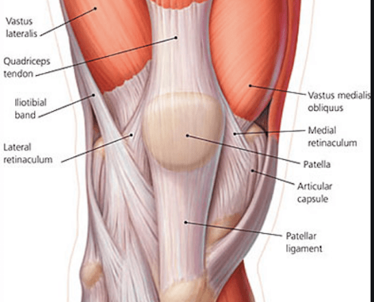 Knee Muscles & Tendons
